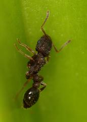 Tetramorium erectum