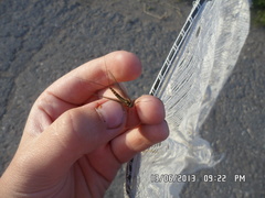 Siphlonurus lacustris