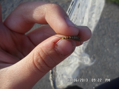 Siphlonurus lacustris