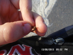 Siphlonurus lacustris