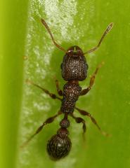 Tetramorium erectum