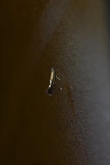 Phyllonorycter ringoniella