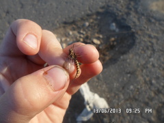 Siphlonurus lacustris