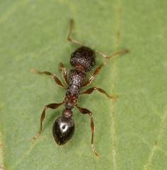 Tetramorium erectum