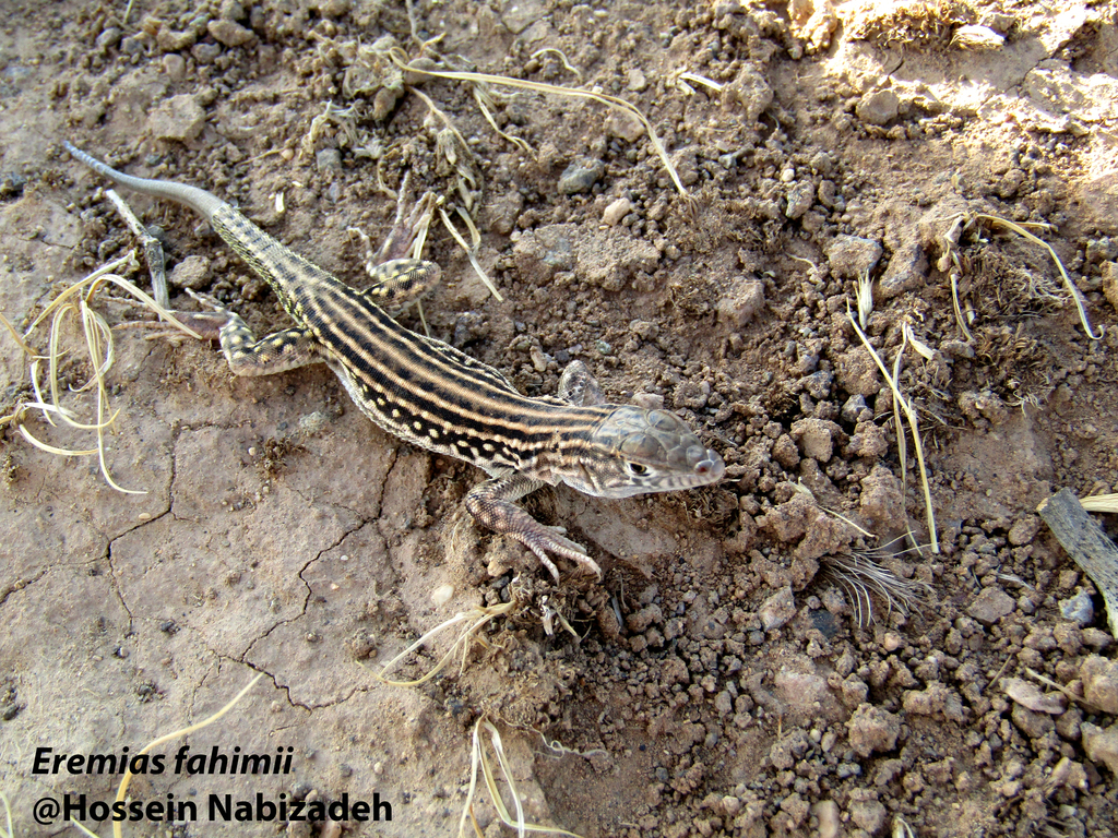 Fahimi's Racerunner