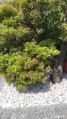 Syzygium acuminatissimum