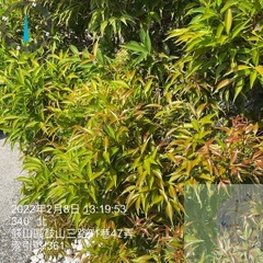 Syzygium acuminatissimum