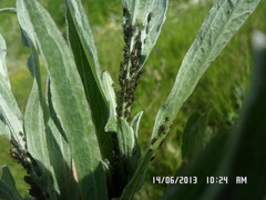 Uroleucon jaceae