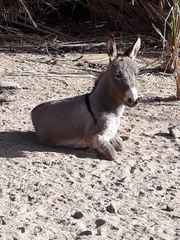 Equus asinus