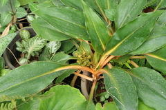 Chlorophytum orchidastrum