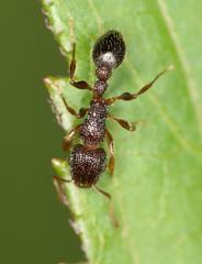 Tetramorium erectum