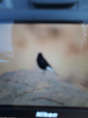 Oenanthe leucopyga