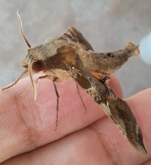 Callionima grisescens