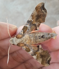 Callionima grisescens