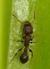 Tetramorium erectum