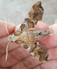 Callionima grisescens