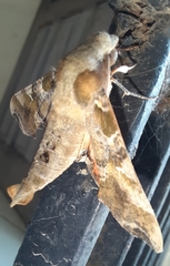 Callionima grisescens