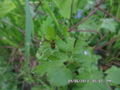 Cauchas fibulella