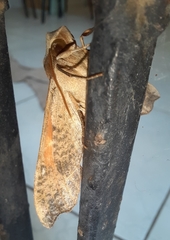 Callionima grisescens