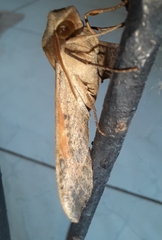 Callionima grisescens