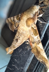 Callionima grisescens