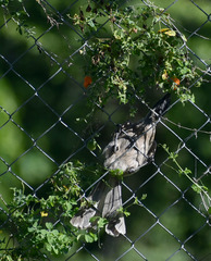 Philemon buceroides yorki