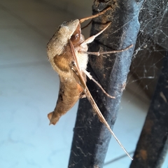 Callionima grisescens