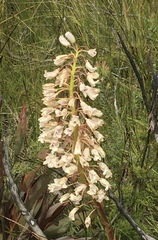 Eulophia barbata