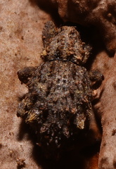 Roptoperus