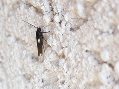 Scythris sinensis