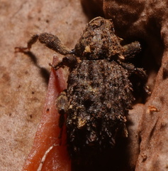 Roptoperus
