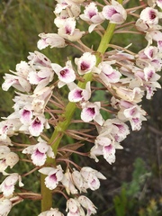 Eulophia barbata