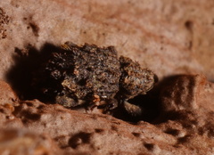 Roptoperus