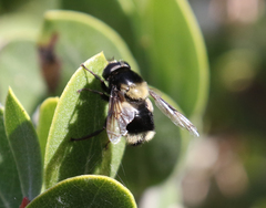 Volucella bombylans