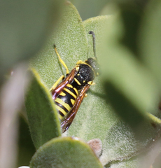 Euodynerus foraminatus