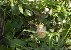 Tatochila xanthodice