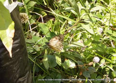 Tatochila xanthodice