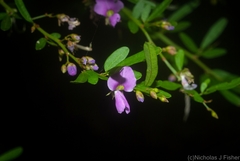 Pedleya acanthoclada