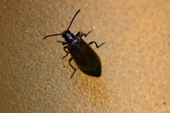Lagria rufipennis