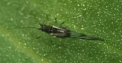 Rhopalosiphum