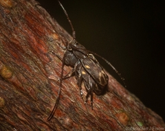 Stenellipsis cruciata