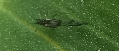 Rhopalosiphum