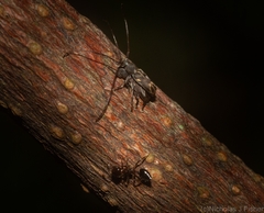 Stenellipsis cruciata