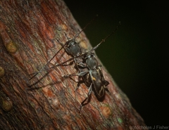 Stenellipsis cruciata