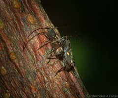 Stenellipsis cruciata