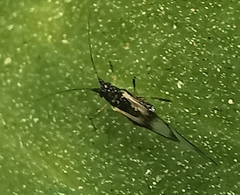 Rhopalosiphum