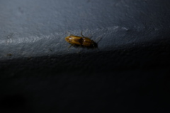Aeoloderma agnata