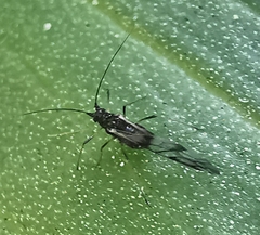 Rhopalosiphum