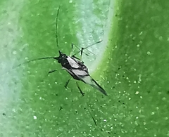 Rhopalosiphum