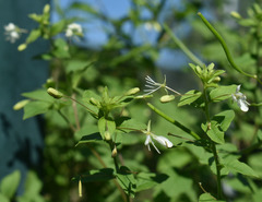 Cleome aculeata
